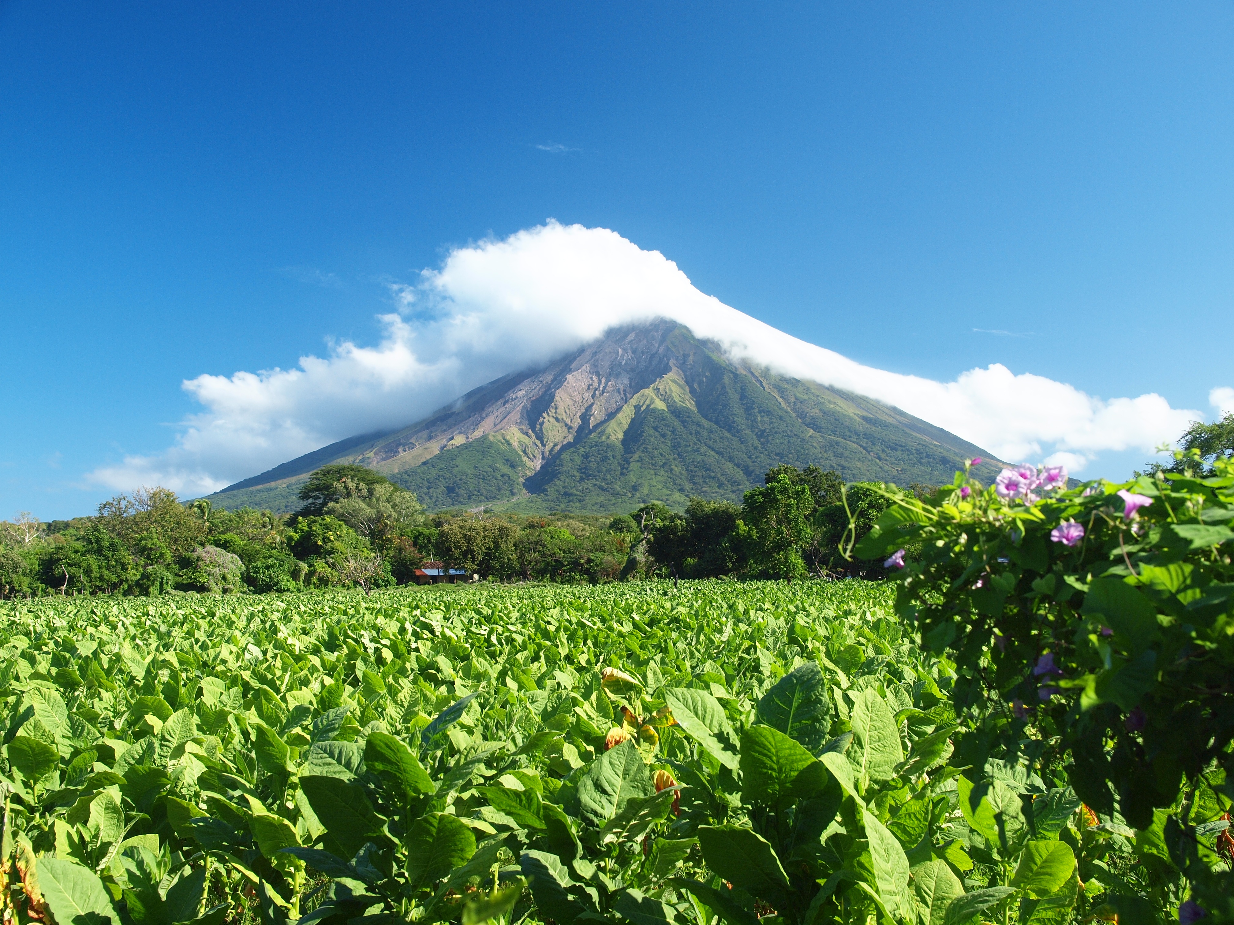 Plantacja tytoniu cygarowego w Nikaragui. Do zwijania cygar premium używany jest wyłącznie tytoń z ekologicznych upraw.